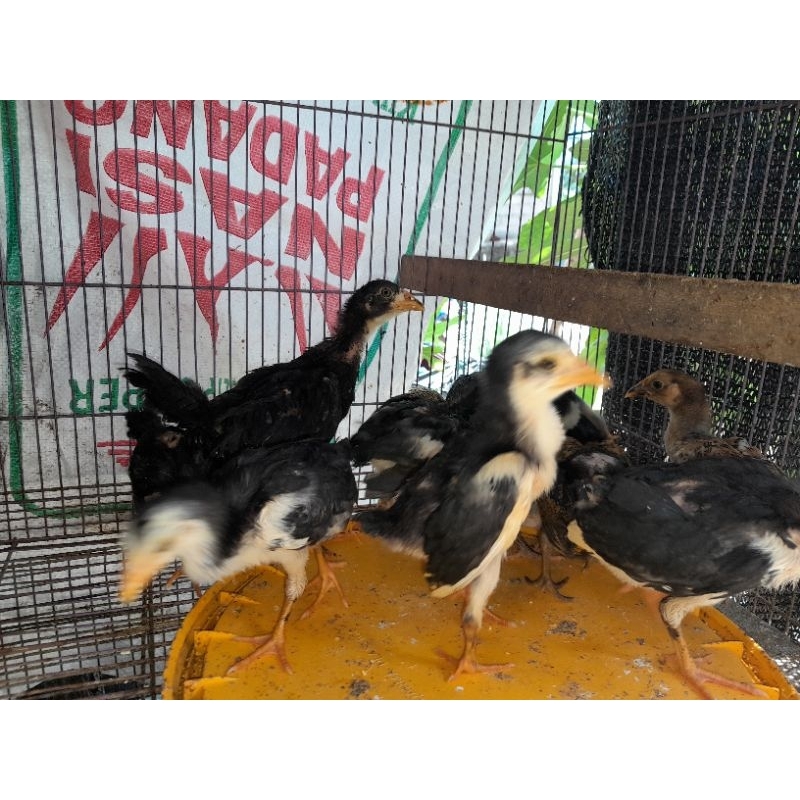 BIBIT AYAM KAMPUNG KHUSUS BATAM