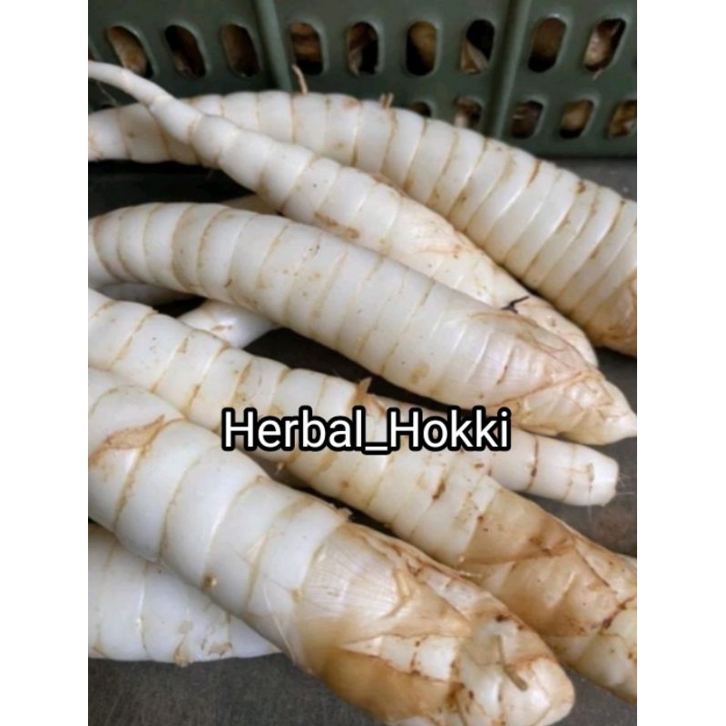 

1KG UMBI GARUT FRESH KUALITAS SUPER