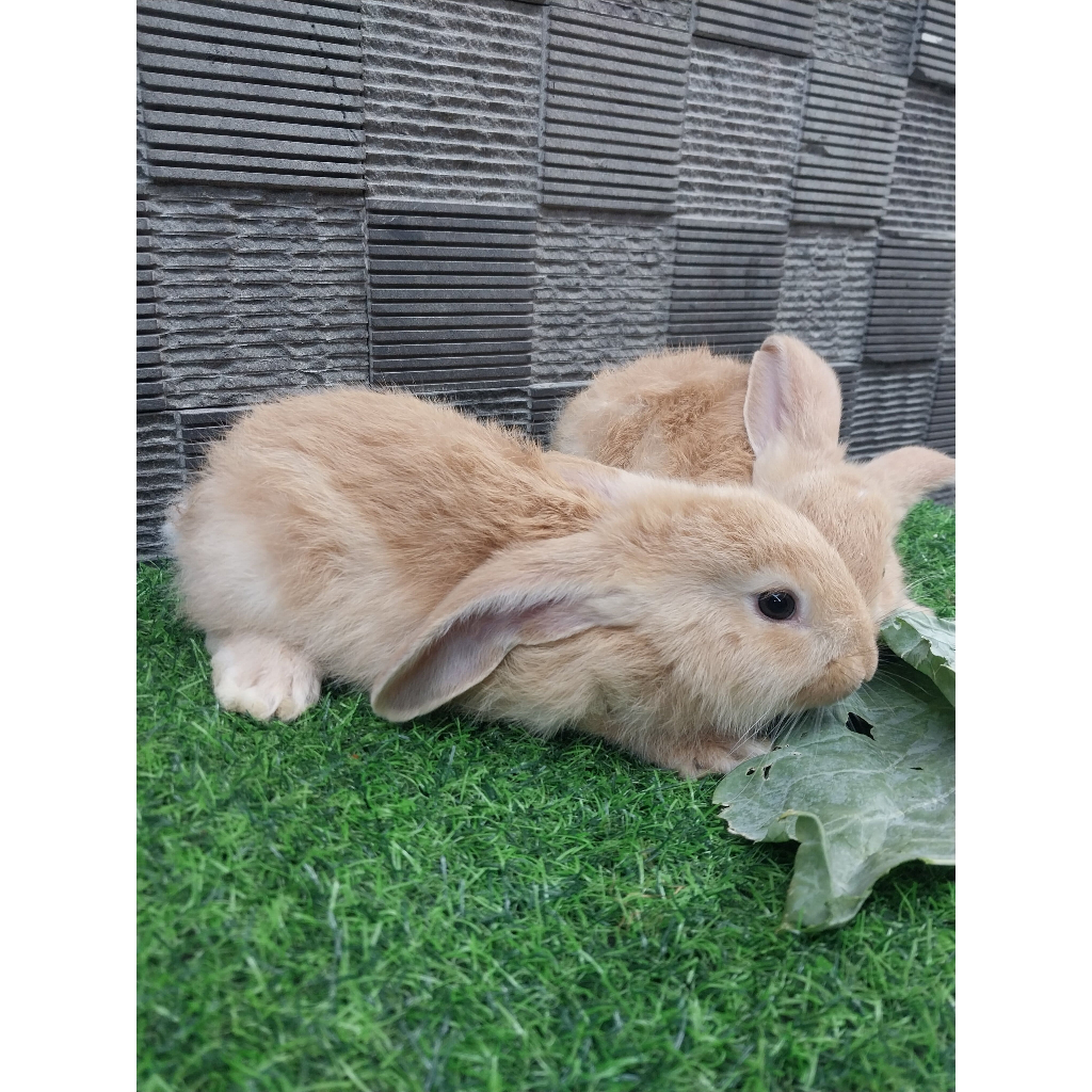 JUAL KELINCI SEPASANG FLEMISH GIANT / KELINCI/KELINCI FLAMISH GIANT MURAH / KELINCI MURAH /KELINCI J