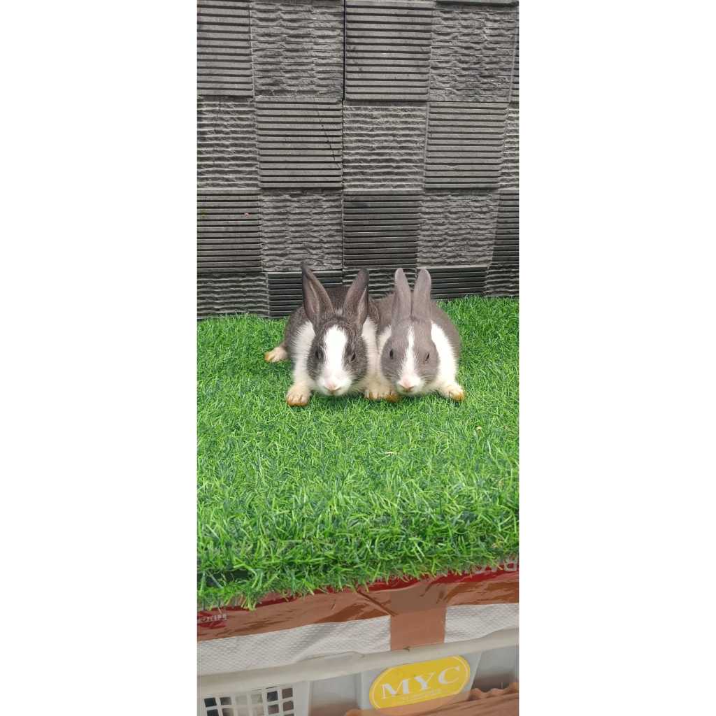 KELINCI DUTCH /KELINCI HIAS /KELINCI MURAH/KELINCI / KELINCI DUTCH MURAH