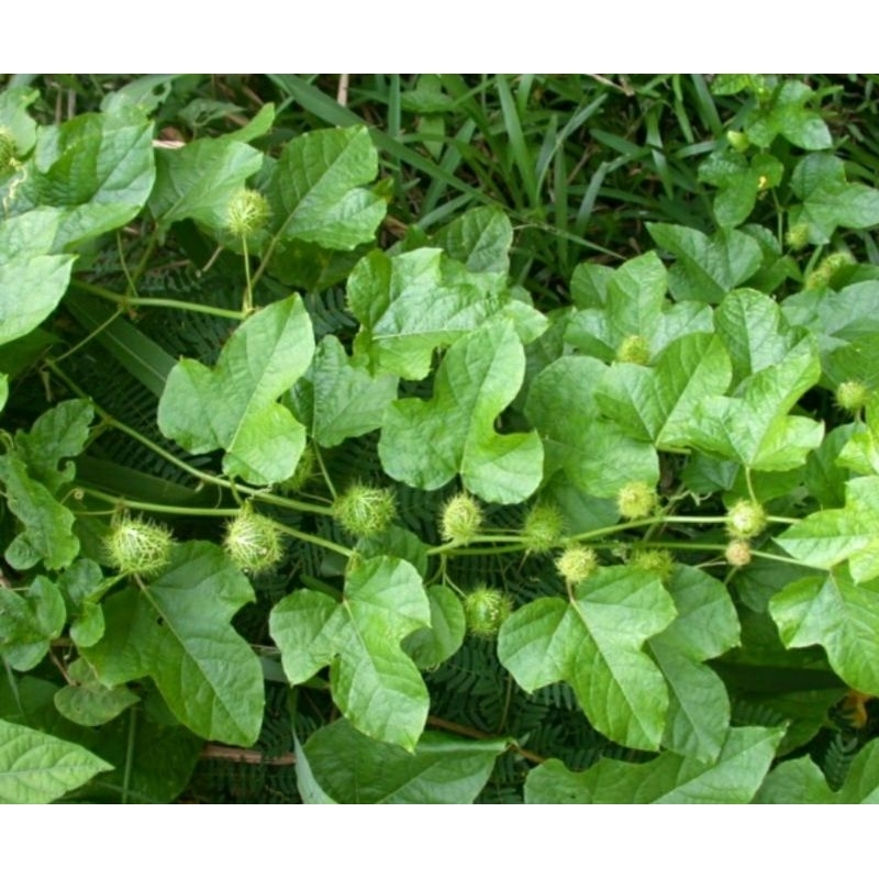 

Daun permot daun cermot daun rambusa segar 500 gram-az