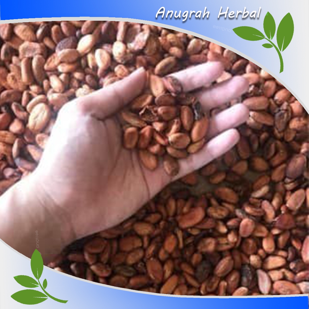 Biji Benih Bibit kakao Coklat Super siap semai