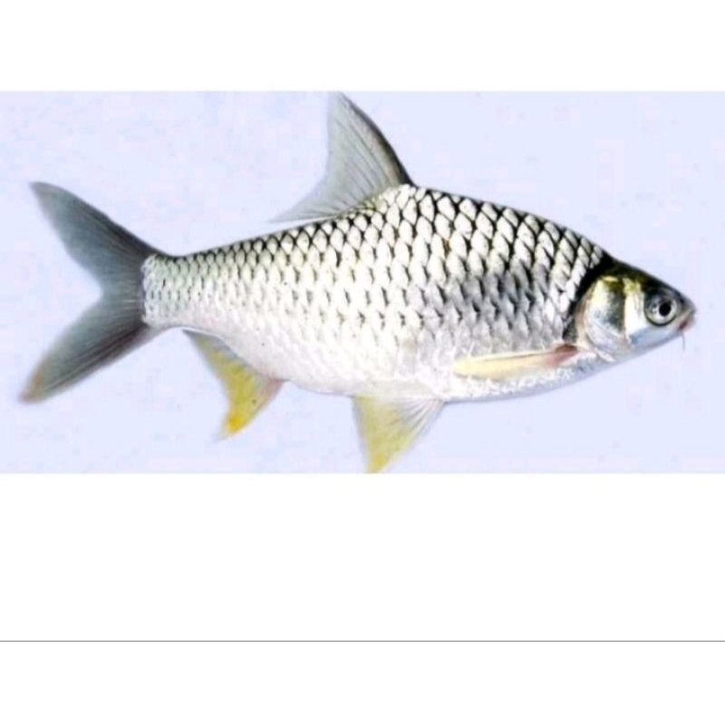 wader/hiasan aquascape