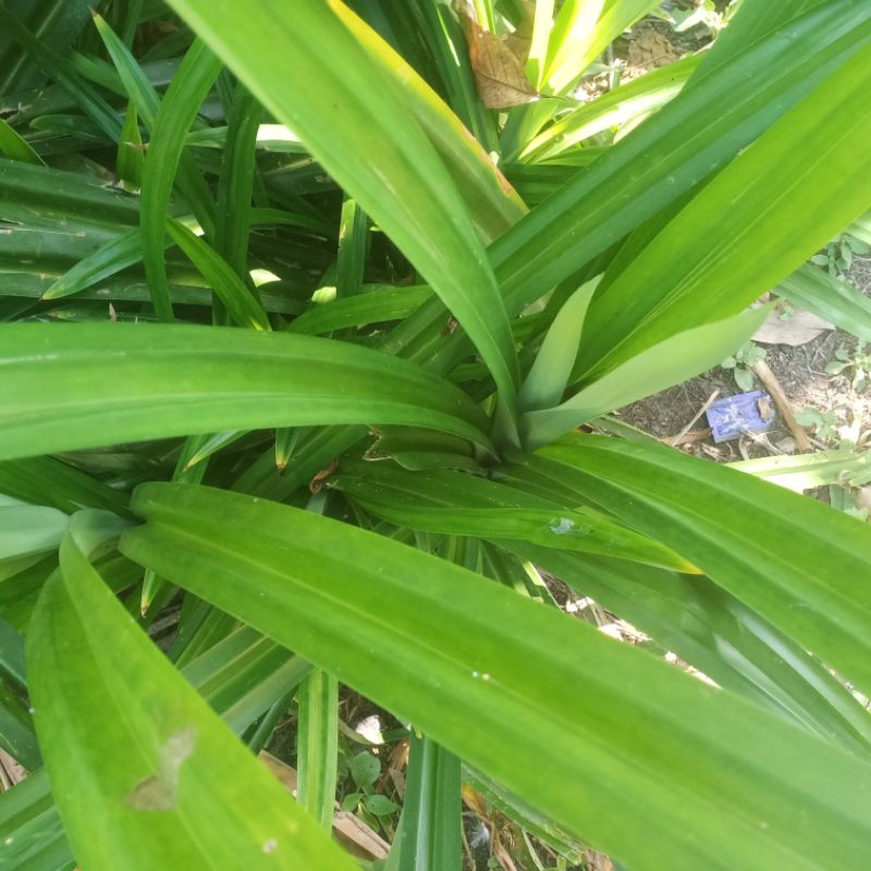 

Ready siap kirim Daun pandan fresh