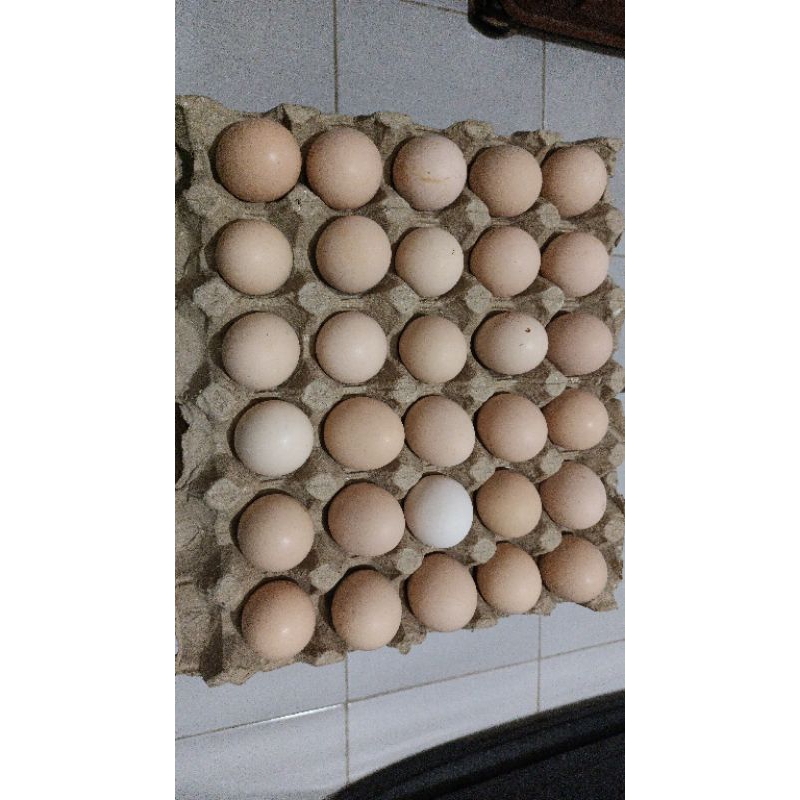 

Telur ayam kampung