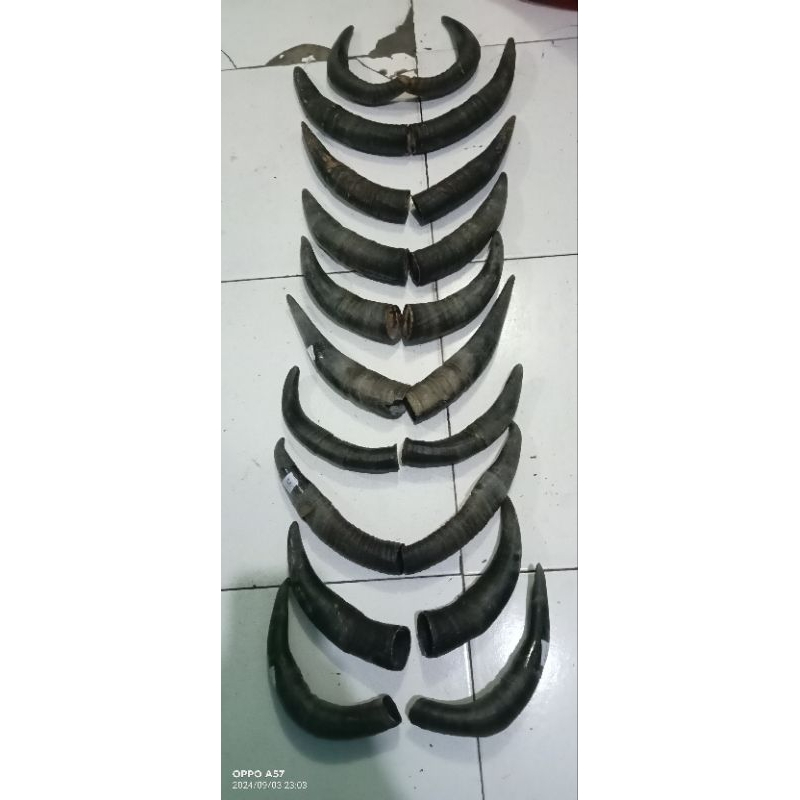 tanduk sapi