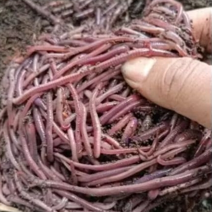 Cacing Tanah Fresh/Hidup Ukuran Besar & Kecil Campur