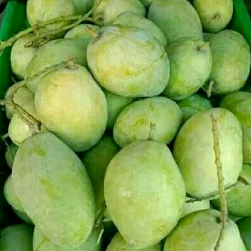 

Mangga Indramayu 1kg pengiriman luar kota