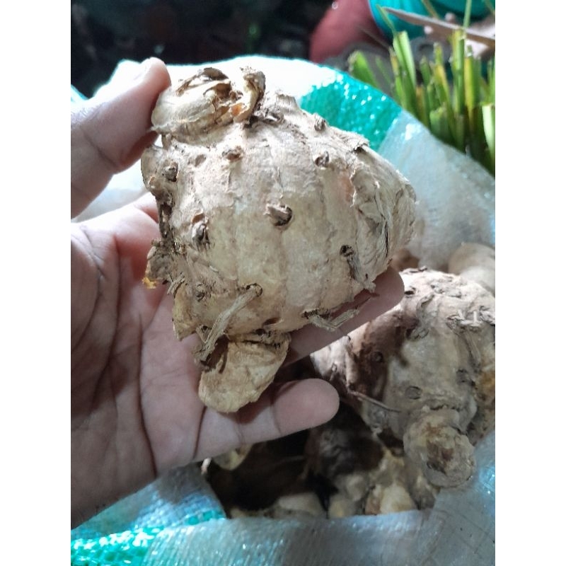 

TEMULAWAK BERAT PERPACK