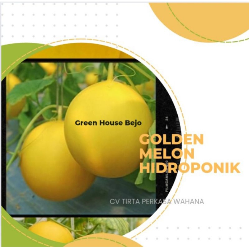 

Golden Melon