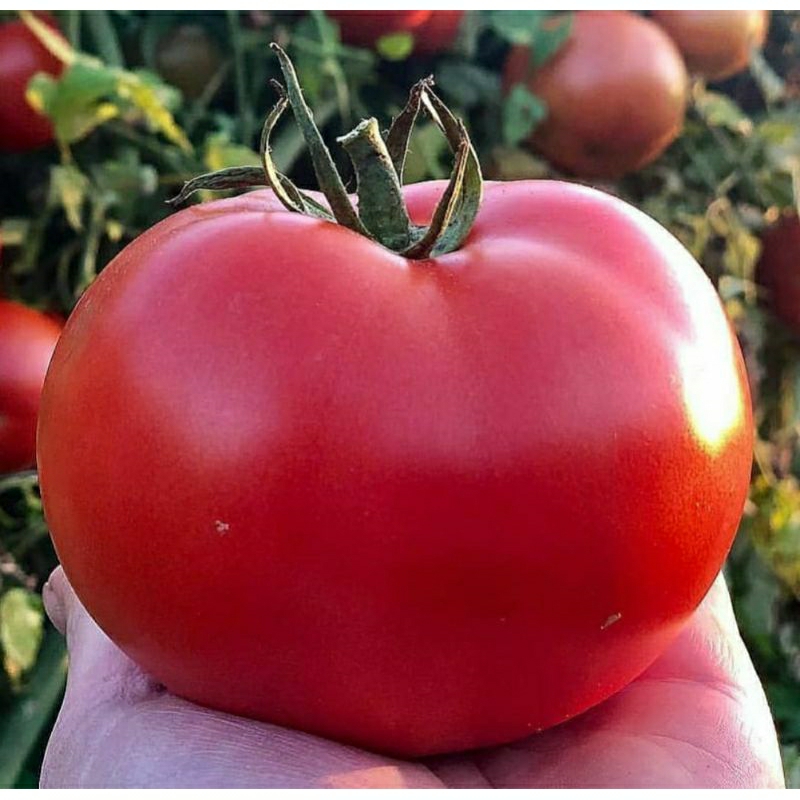 Bibit Tomat Buah Unggul Siap Tanam