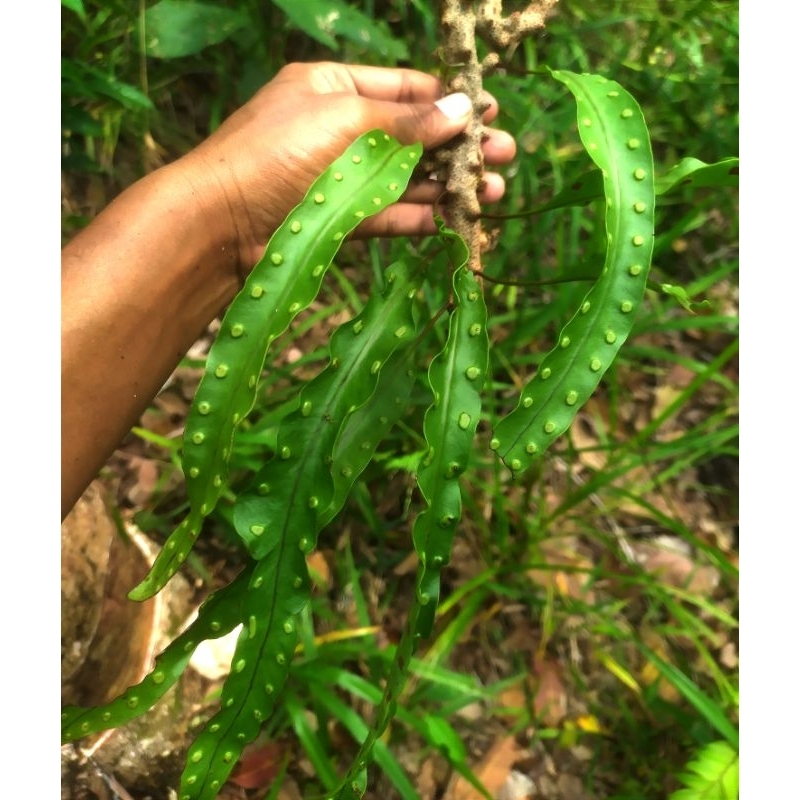 lecanopteris sinuosa