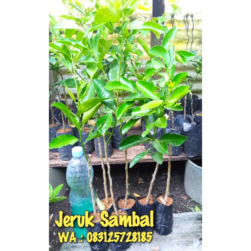 Tanaman Jeruk Sambal/Sonkit