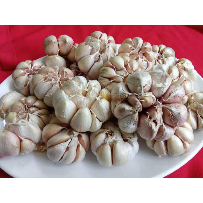 

bawang putih sinco murah