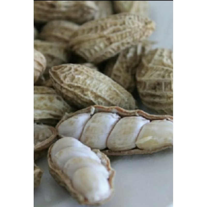 

kacang tanah super baru mentik dr kebon 1 kg