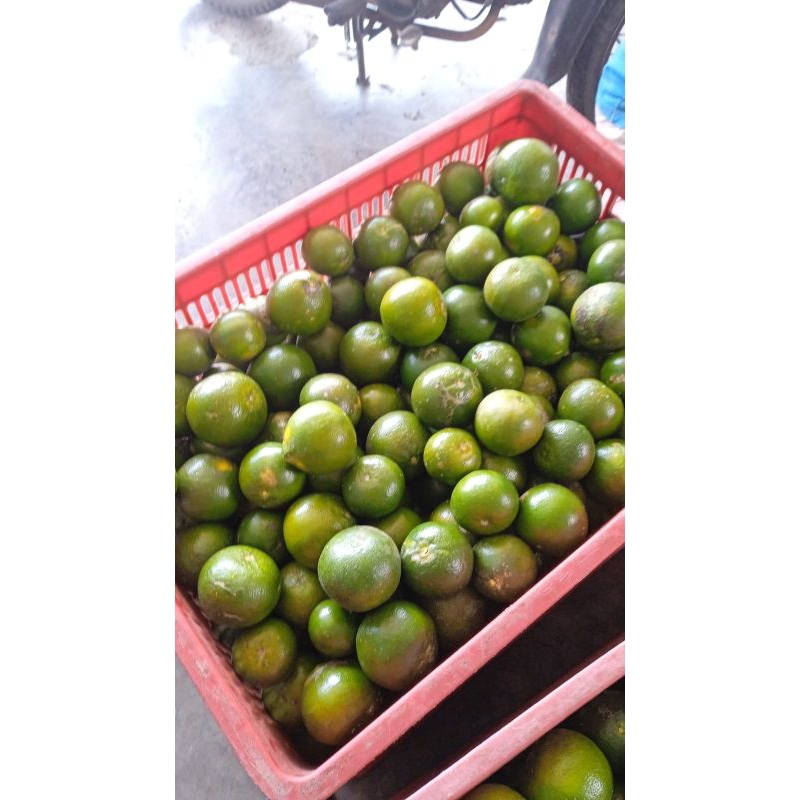 

Jeruk Peras Banyuwangi 1kg Grade A, bukan BL yang Asem