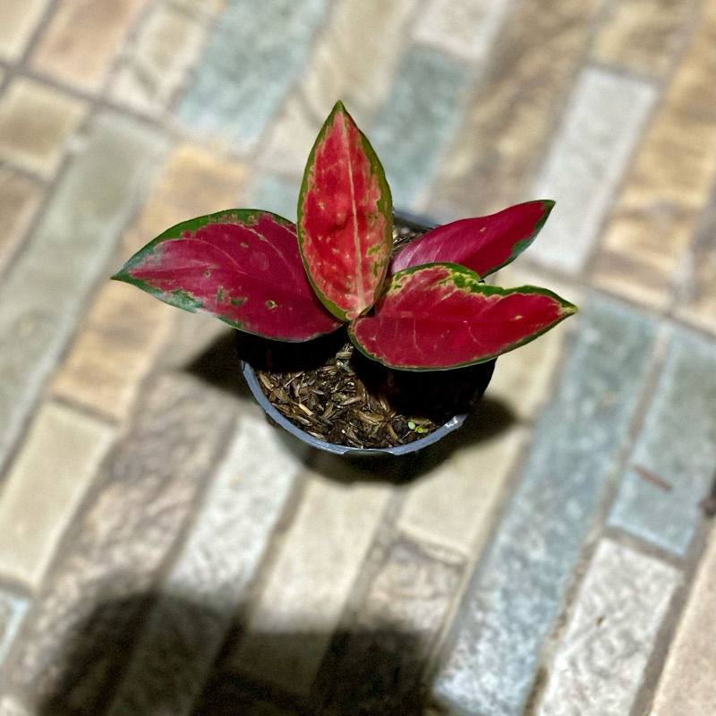 Aglaonema Kochin charli brown