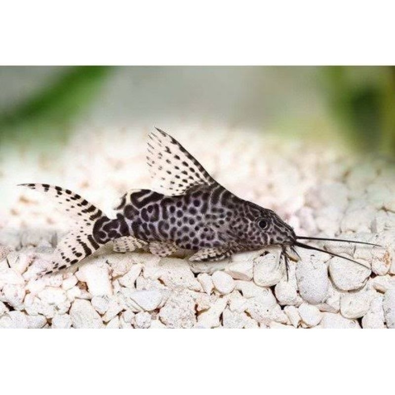 synodontis *Instant Makassar*