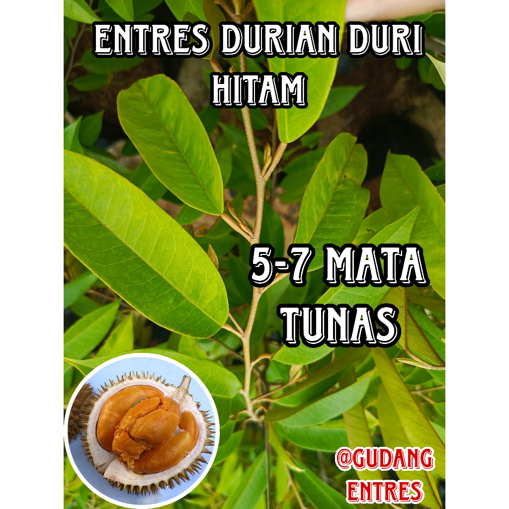 ENTRES DURIAN ASLI DURI HITAM MATA TUNAS SUPER