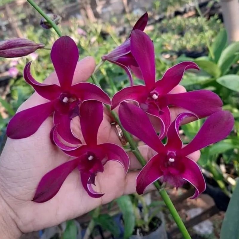 Anggrek Dendrobium Caesar Red