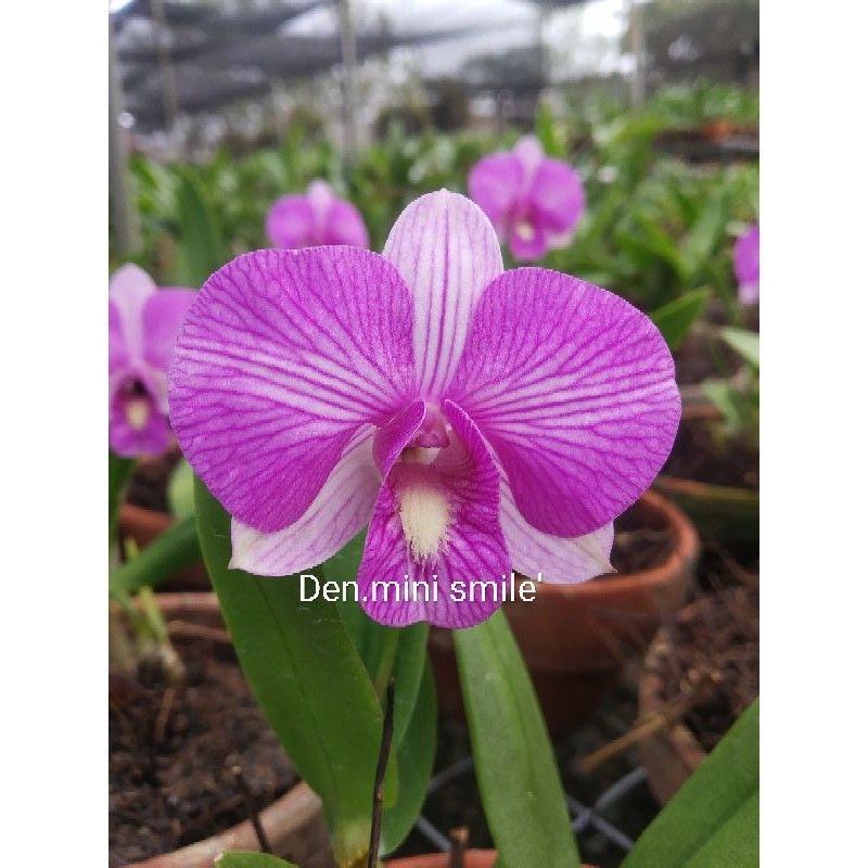 Anggrek Dendrobium Maradona