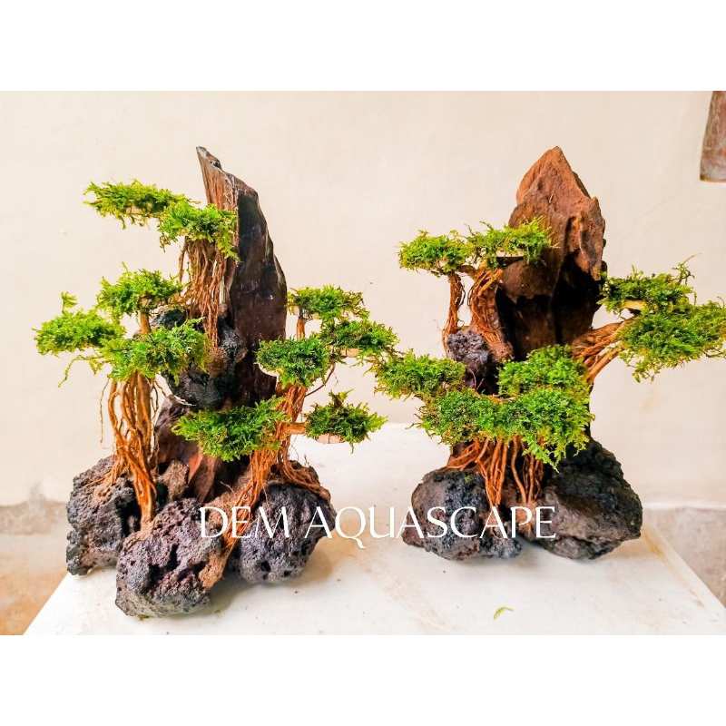 Harscape bonsai kayu rentek Aquascape
