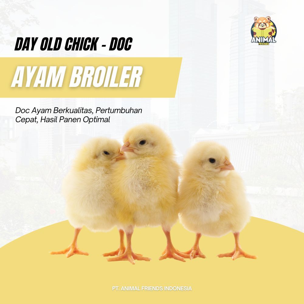 DOC Ayam Broiler / Bibit Anak Ayam Broiler