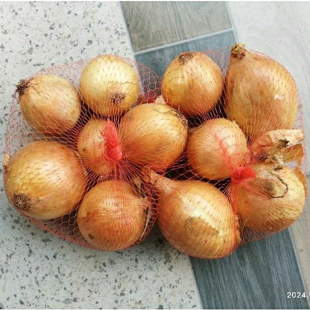 

BAWANG BOMBAY 1KG MURAH