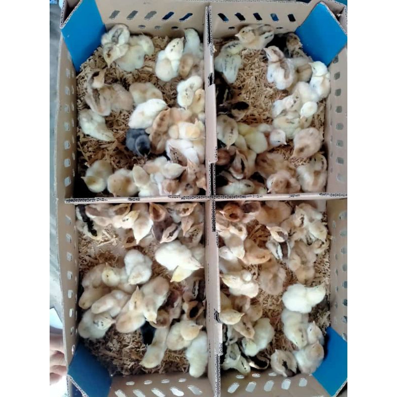 Doc/Bibit Ayam Kampung Asli