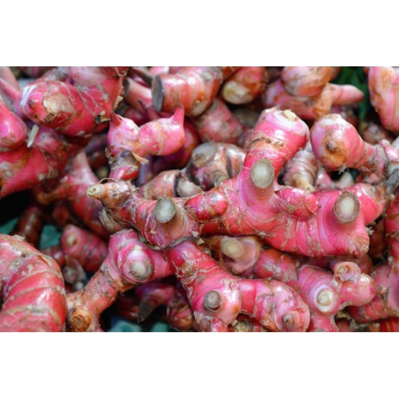 

Jahe merah 500gr