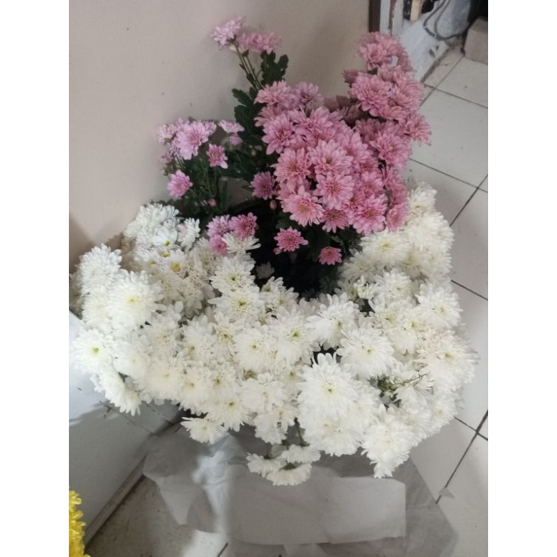Bunga aster kuning bunga potong aster aster putih aster pink