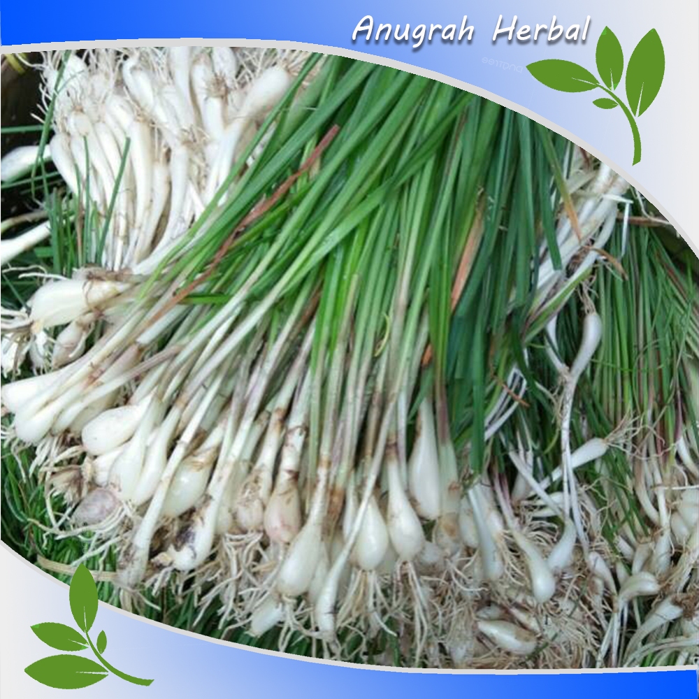 

tanaman sayur kuncai kucai 500 gram fresh
