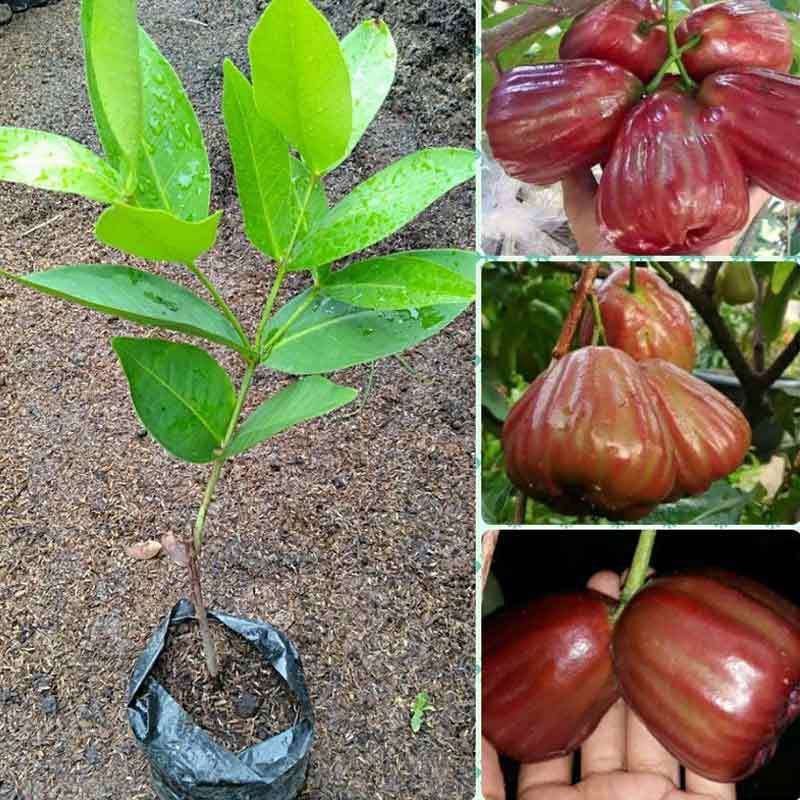 bibit jambu air dalhari (hasil okulasi) siap berbuah