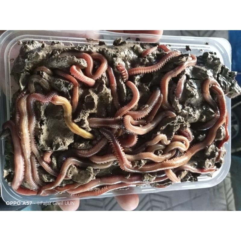 cacing laut /cacing naga