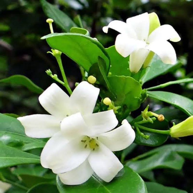 Jual Tanaman Hidup Bunga Melati Jasmine - Banyak Manfaat - Bergaransi