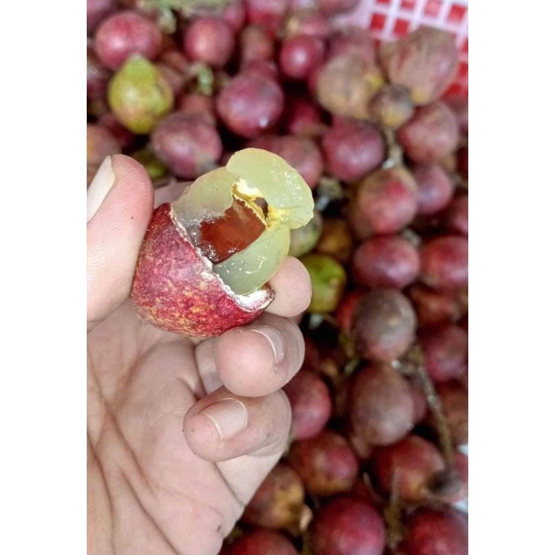 

Matoa/buahmatoa/buah 3 rasa