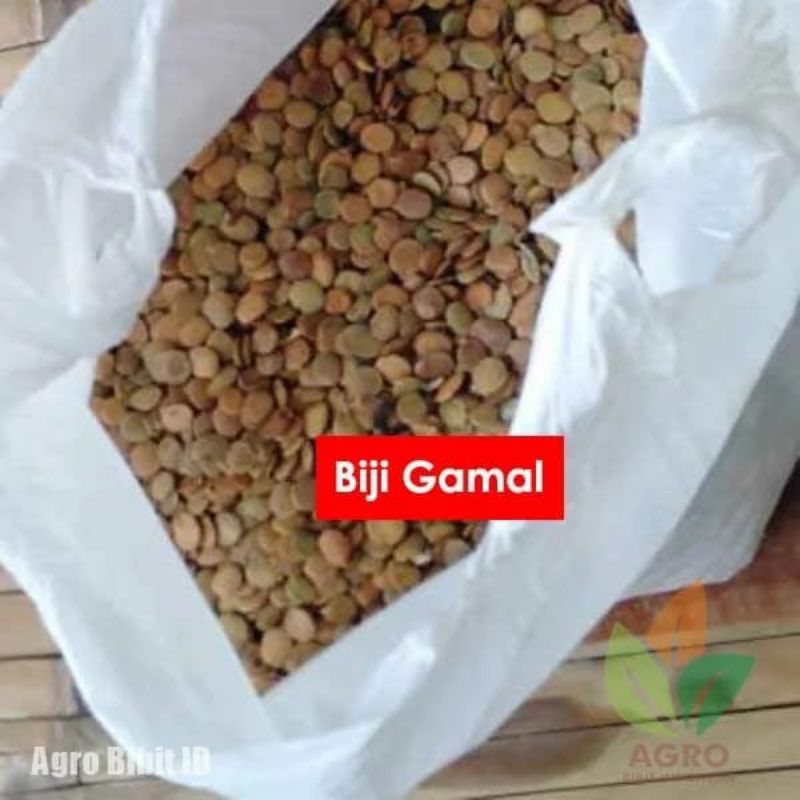 Biji Gamal premium / Benih Gamal 500 grm / benih gamal
