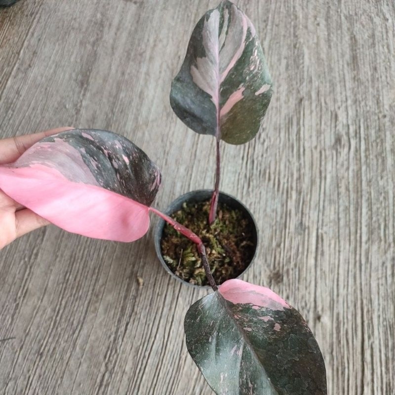 Pink Princess Galaxy