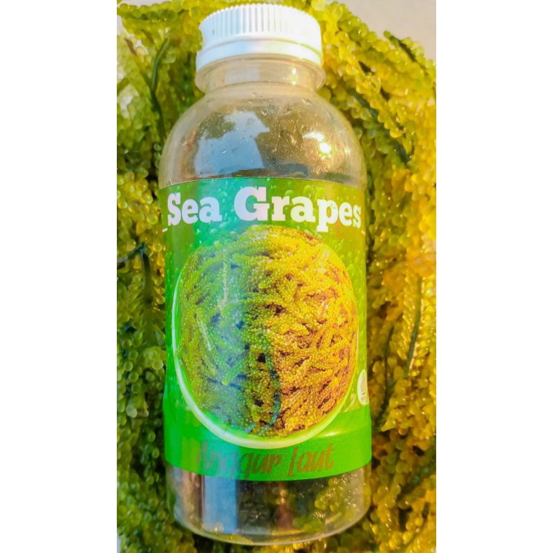 

Anggur laut Dehydrated 50g