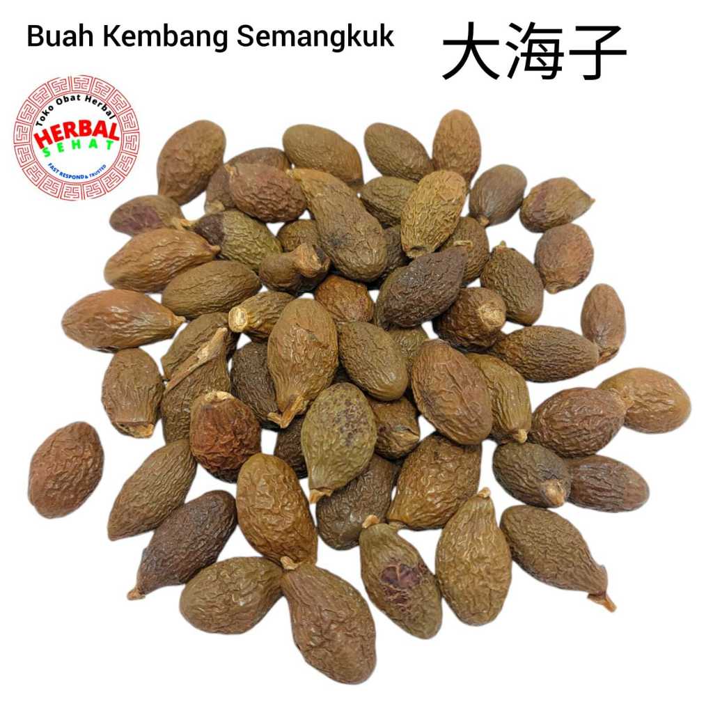 

Da Hai Zi 大海子 1 Kilogram - Malva Nut - Buah Tempayang / Kembang Semangkuk / BengTaHai / AnTeHai