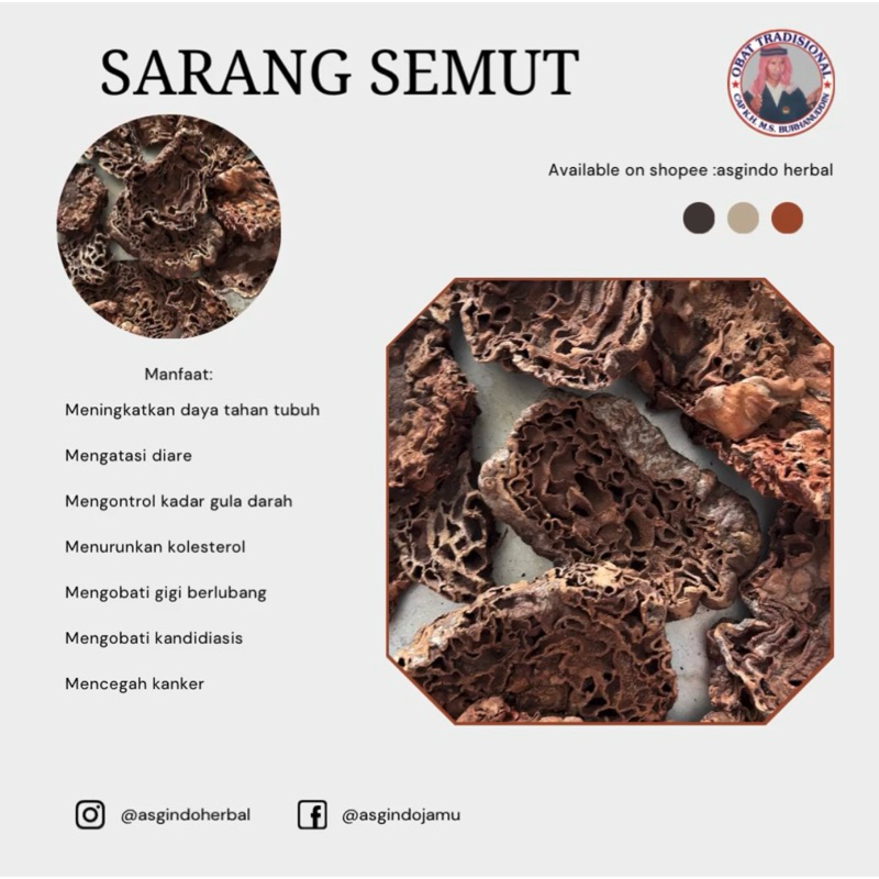 

SARANG SEMUT 50-100 gr MELAYANI COD