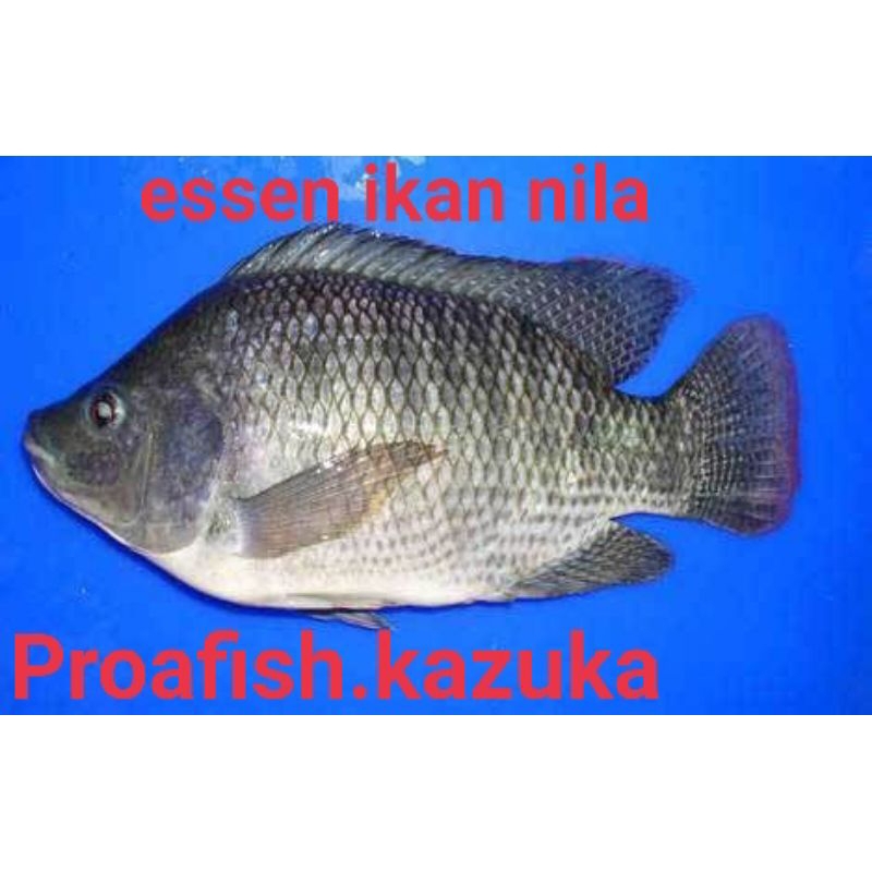 ESSEN NILA BOLO PISANG LEGIT KENTAL GACOR HARUM SEGAR