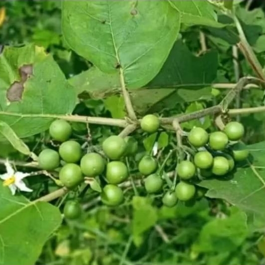 

Buah pokak/takokak diambil langsung dari pohon masih fresh segar 1kg