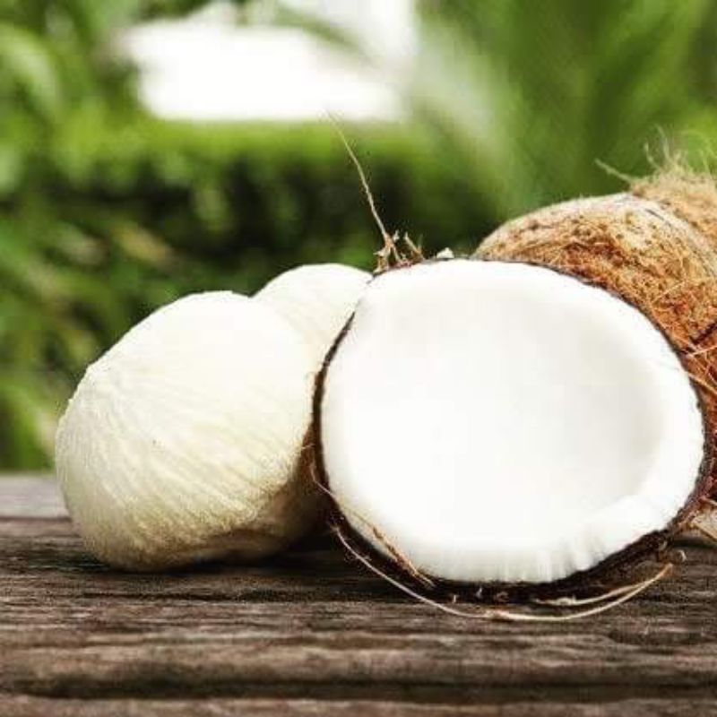 

Kentos kelapa Masih Dalam Tempurung