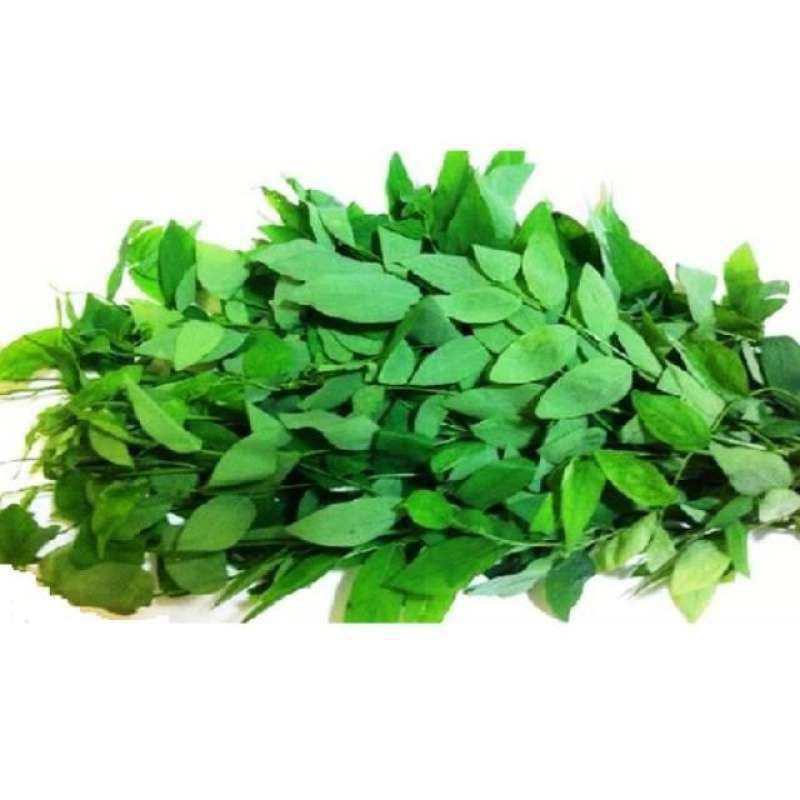 

daun katuk, sayur daun katuk 100 gram