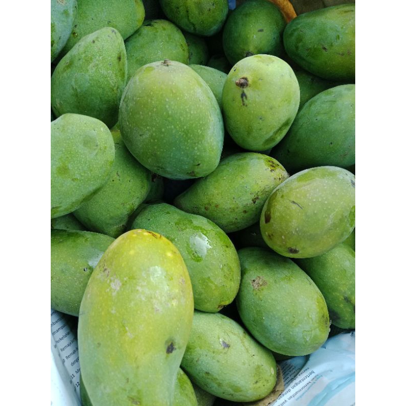 

Mangga Arum Manis