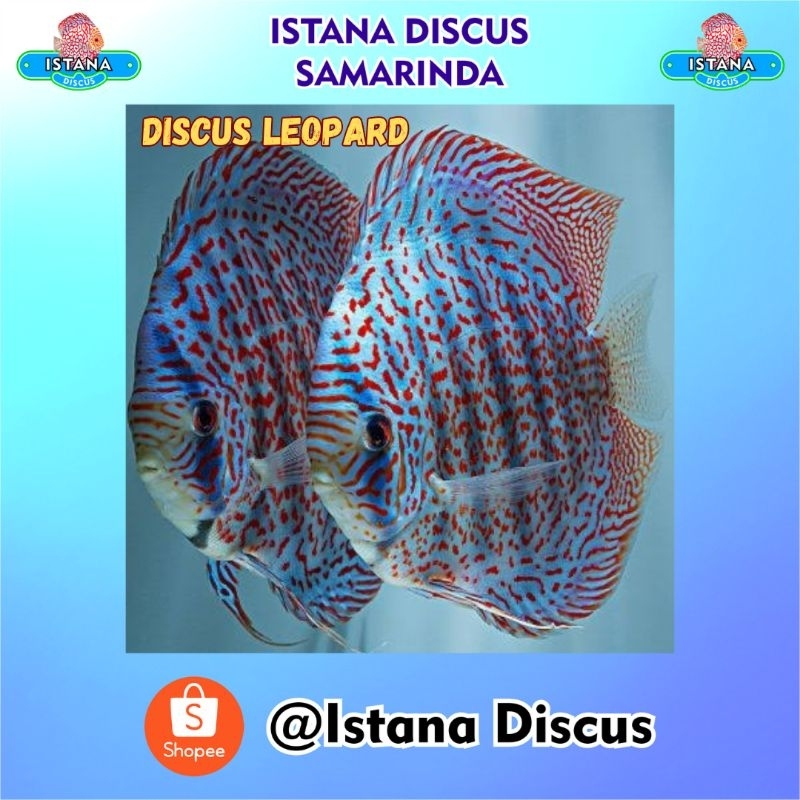 Discus Blue Leopard 2.5"