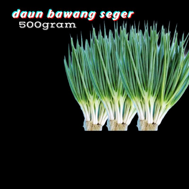 

DAUN BAWANG SEGER