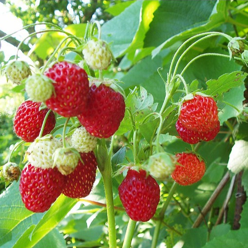 Biji Buah Strawberry Alpine Mixed Red Cream (Type Strawberry Musim Panas) (Isi 10 biji)