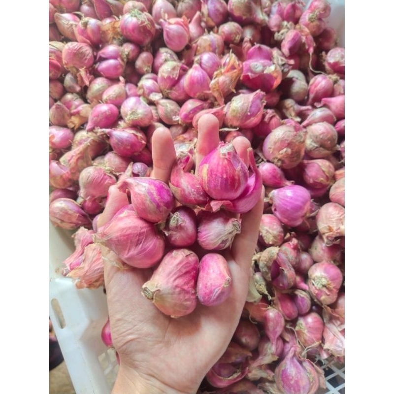 

bawang merah superan tanggung